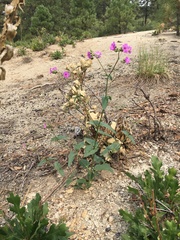 Mirabilis oxybaphoides