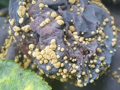 Monilinia fructicola