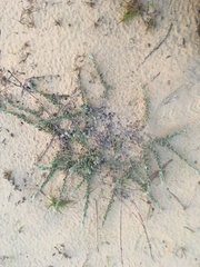 Chrysopsis gossypina