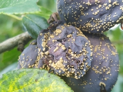 Monilinia fructicola