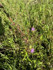 Lythrum alatum image