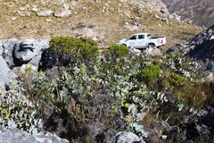 Protea amplexicaulis