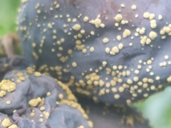 Monilinia fructicola