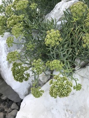 Crithmum maritimum