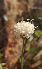 Cephalaria leucantha