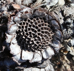 Protea amplexicaulis