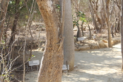 Oplurus cyclurus