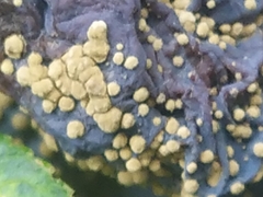 Monilinia fructicola