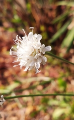 Cephalaria leucantha