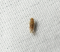 Erasmoneura variabilis