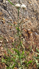 Cephalaria leucantha