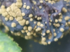 Monilinia fructicola