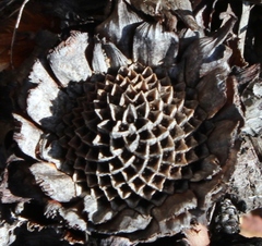 Protea amplexicaulis