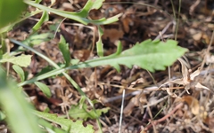 Cephalaria leucantha