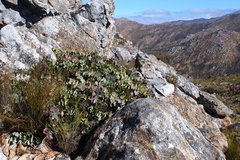 Protea amplexicaulis