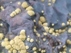 Monilinia fructicola