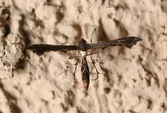 Anstenoptilia