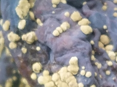 Monilinia fructicola