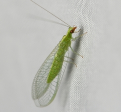 Chrysoperla pudica-group