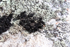 Xanthoparmelia hottentotta