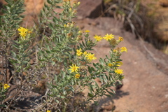Heterotheca angustifolia