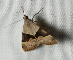 Hemeroplanis incusalis