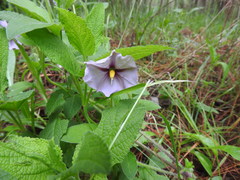 Lycianthes moziniana