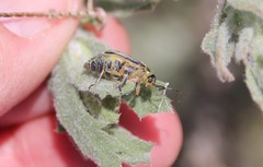 Trirhabda luteocincta