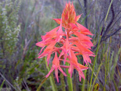 Disa ferruginea