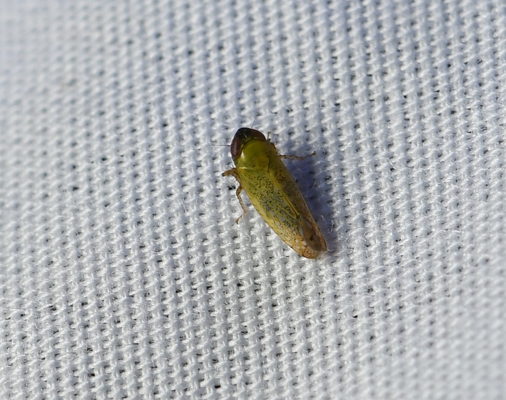 Scaphytopius nigricollis