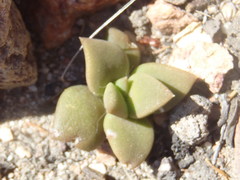 Anacampseros telephiastrum