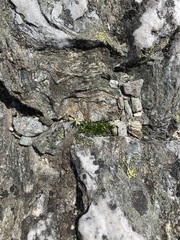 Mononeuria groenlandica