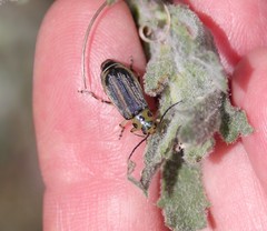 Trirhabda luteocincta