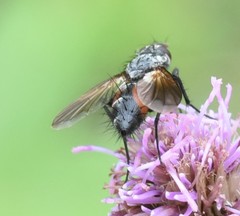 Eriothrix rufomaculata