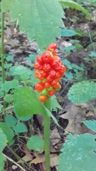 Arum besserianum