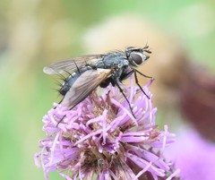 Eriothrix rufomaculata