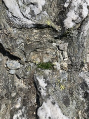 Mononeuria groenlandica