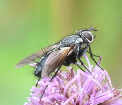 Eriothrix rufomaculata