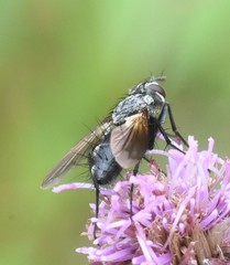 Eriothrix rufomaculata