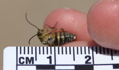 Trirhabda luteocincta