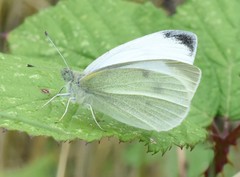 Pieris rapae