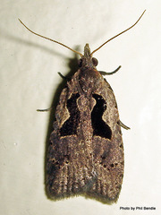 Cnephasia jactatana