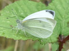 Pieris rapae