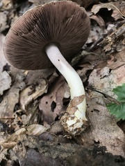 Agaricus essettei