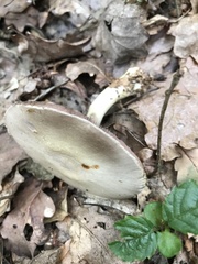 Agaricus essettei