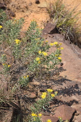Heterotheca angustifolia