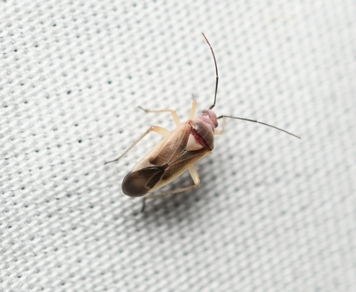 Nicholia eriogoni