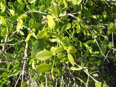 Salvadora persica persica