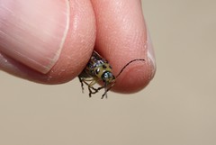 Trirhabda luteocincta