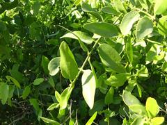 Salvadora persica persica